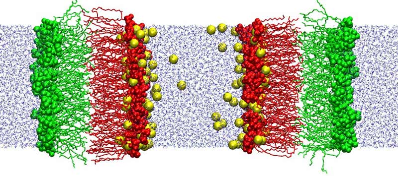 PC-PS membranes