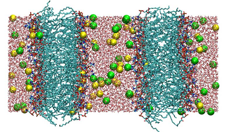 Double bilayer