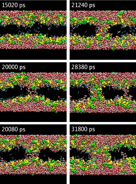 DMSO-induced pore
