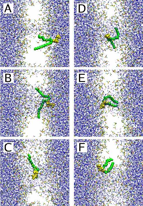 DMSO-induced flip-flop