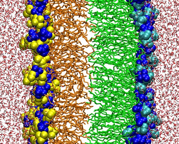 PC-PE membrane